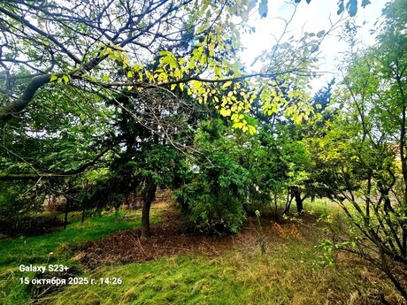 Elan №5589604 - Bakı, Bilgəh q., 24 sot