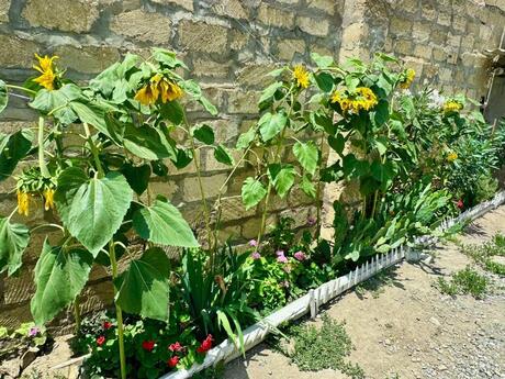 5 otaqlı həyət evi/bağ evi - Yeni Yasamal q. - 200 m²