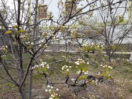 6 otaqlı həyət evi/bağ evi - Xaçmaz - 360 m²
