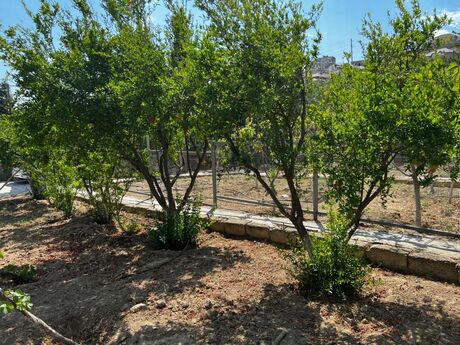 6 otaqlı həyət evi/bağ evi - Zığ q. - 300 m²