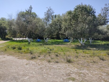 Torpaq - Xaçmaz - 22 sot
