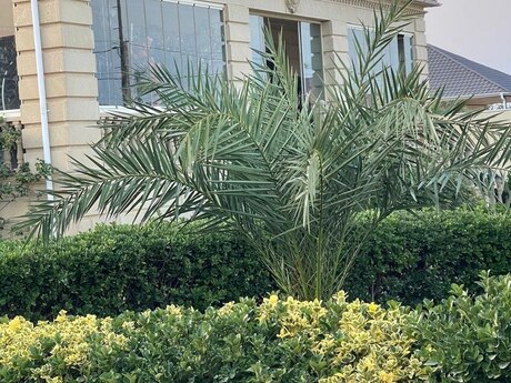 4 otaqlı həyət evi/bağ evi - Pirallahı r. - 240 m²