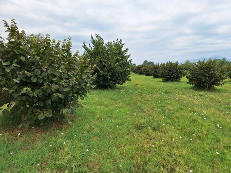 Объявление №3955865 - Габала, Габала, 100 сот