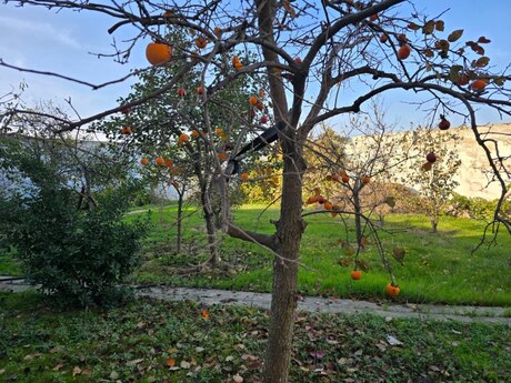 6 otaqlı həyət evi/bağ evi - Qara Qarayev m. - 500 m²
