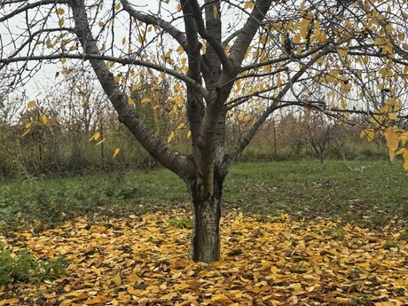 Объявление №5691886 - Губа, Губа, 81 сот