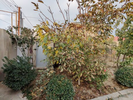 5 otaqlı həyət evi/bağ evi - Savalan q. - 180 m²