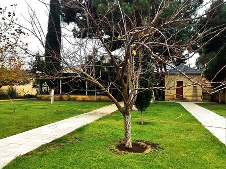 7 otaqlı həyət evi/bağ evi - Şüvəlan q. - 360 m²