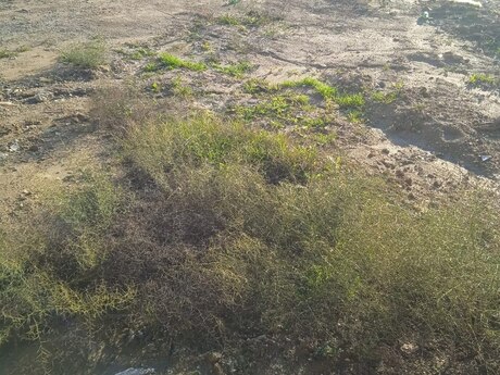 Объявление №5632000 - Баку, пос. Бадамдар, 10 сот