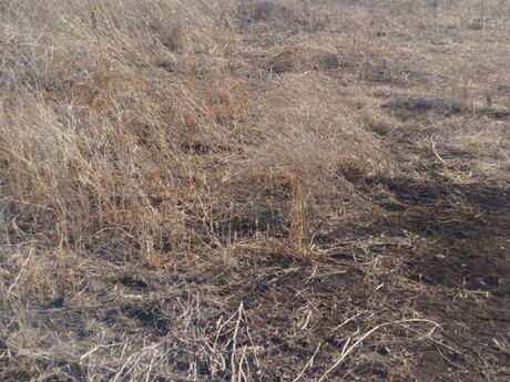 Elan №5739107 - Gədəbəy, Gədəbəy, 26 sot