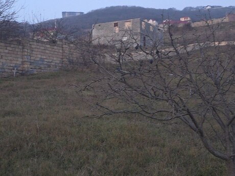 Torpaq - Şamaxı - 12 sot