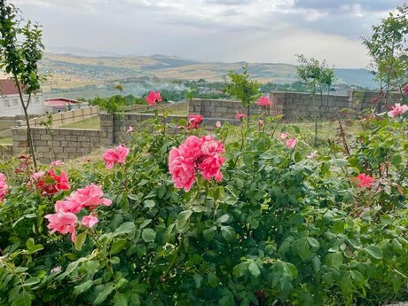 5 otaqlı həyət evi/bağ evi - Şamaxı - 250 m²