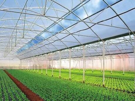 Elan №5798325 - Bakı, Zirə q., 500 m²