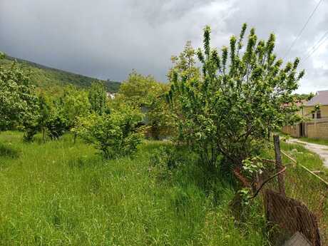 Torpaq - Şamaxı - 12 sot