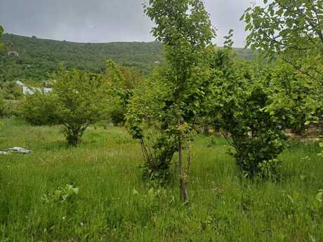 Torpaq - Şamaxı - 12 sot