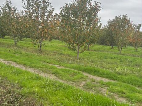 Объявление №5818559 - Хачмаз, Хачмаз, 200 сот