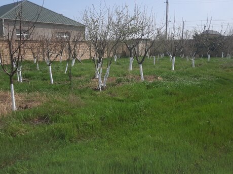 Elan №5823070 - Bakı, Görədil q., 16 sot