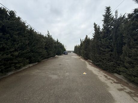 Участок - пос. Шувеляны - 12 сот