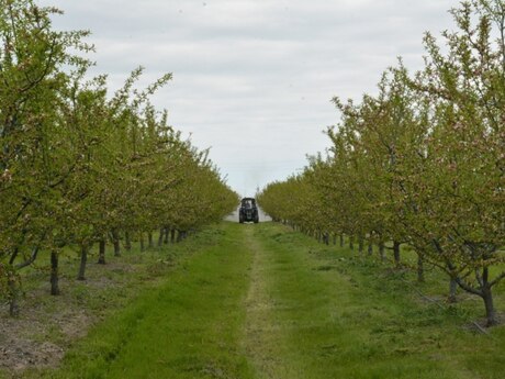Объявление №5850218 - Исмаиллы, Исмаиллы, 1300 сот