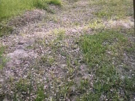 Участок - Губа - 65 сот
