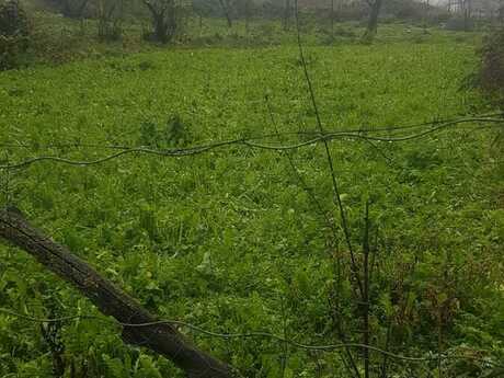 Elan №5857777 - Bakı, Nardaran q., 32 sot