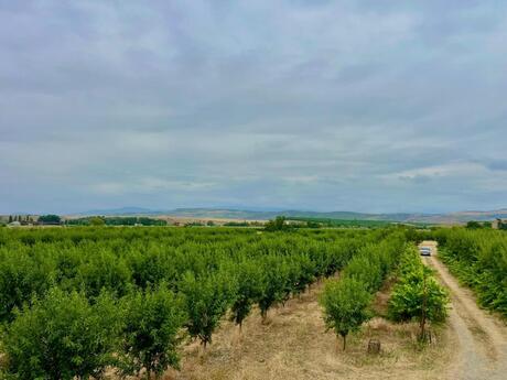 Объявление №5867802 - Шабран, Шабран, 800 сот