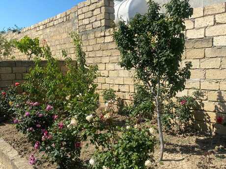 1 otaqlı həyət evi/bağ evi - Fatmayı q. - 65 m²