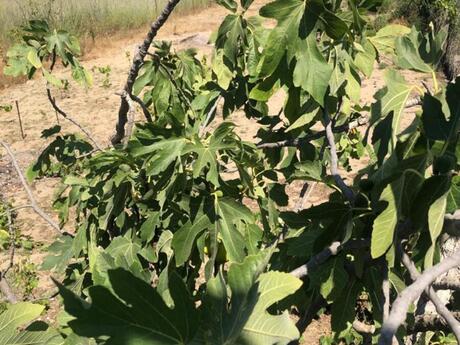 Elan №5891328 - Bakı, Novxanı q., 6 sot