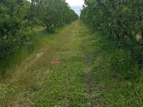 Участок - Исмаиллы - 1200 сот