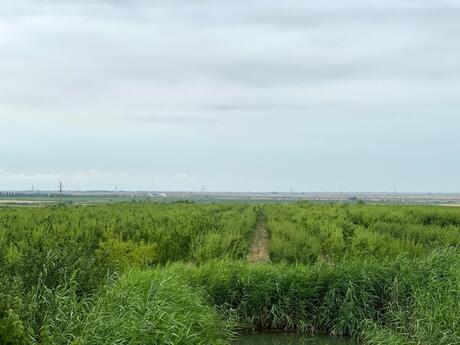 Объявление №5897987 - Шабран, Шабран, 800 сот