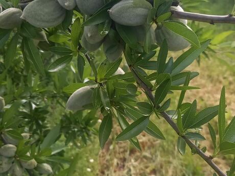 Elan №5907234 - İsmayıllı, İsmayıllı, 12 sot