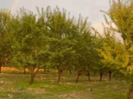 Torpaq - İsmayıllı - 12 sot