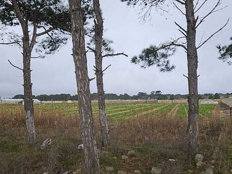 Elan №5915236 - Bakı, Maştağa q., 130 sot