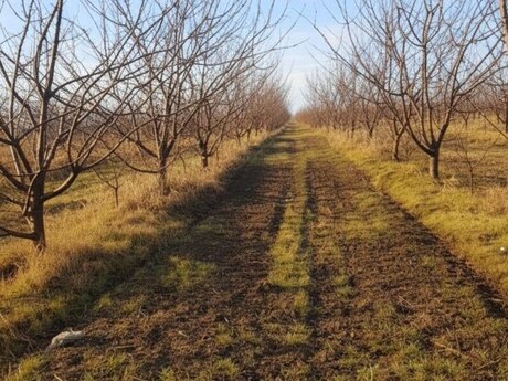 Elan №5920931 - Xaçmaz, Xaçmaz, 400 sot