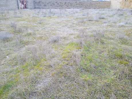 Torpaq - Badamdar q. - 6 sot