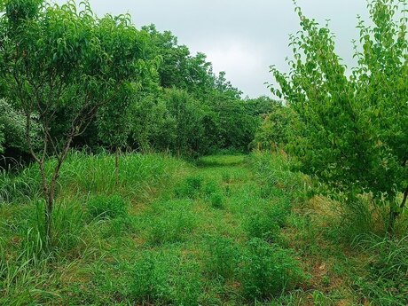Satılır torpaq 150 sot, Zaqatala