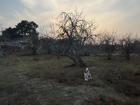 Elan №5937399 - Bakı, Nərimanov r., 32 sot