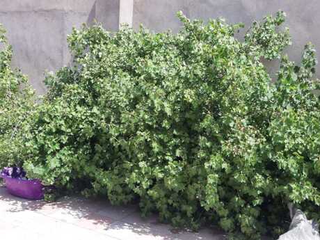 3 otaqlı həyət evi/bağ evi - Mərdəkan q. - 100 m²
