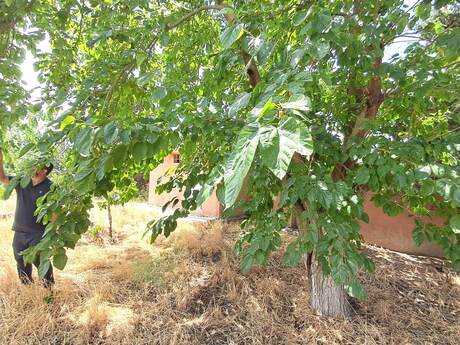 7 otaqlı həyət evi, 140 m², Albalılıq: 135 000 ₼ 5