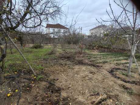 Torpaq - Buzovna q. - 4 sot