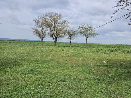 Torpaq - Cəlilabad - 58 sot
