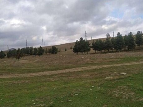 Torpaq - Şamaxı - 556 sot