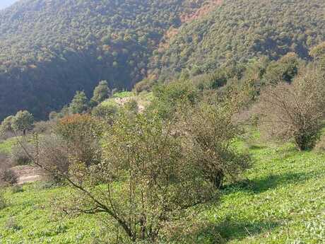 Yardımlı