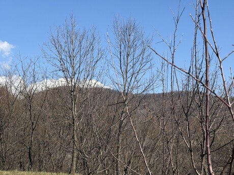 Elan №5981457 - Qəbələ, Qəbələ, 48 sot