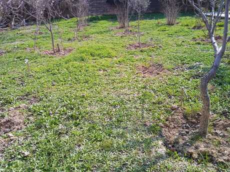 Torpaq - Badamdar q. - 4 sot