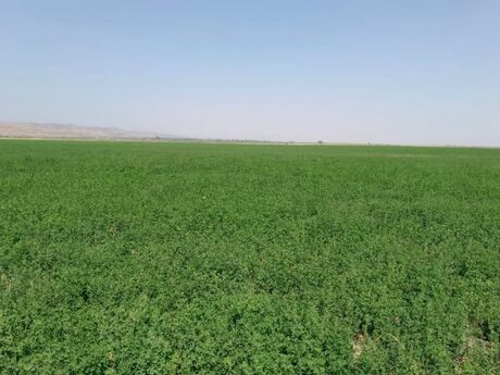 Elan №5985095 - Ağsu, Ağsu, 31000 sot