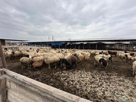 Объявление №5985723 - Саатлы, Саатлы, 2100 м²