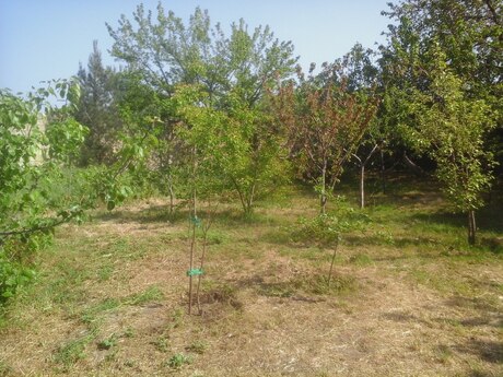 3 otaqlı həyət evi/bağ evi - Novxanı q. - 80 m²
