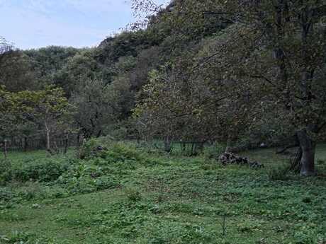 Elan №5997383 - Oğuz, Oğuz, 11 sot