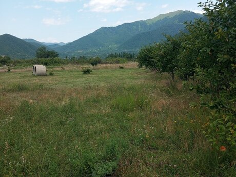 Satılır torpaq 38 sot, Şəki