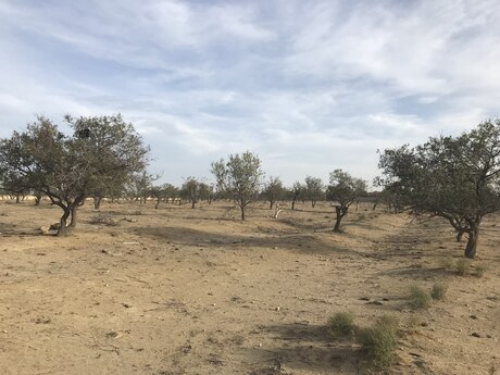 Satılır torpaq 45 sot, Saray q.